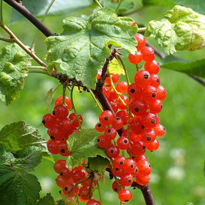 Ribes Vulgare Versaillaise Rouge - Groseillier à grappes rouges Versaillaise