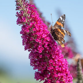 Buddleia Davidii Royal Red - Arbre aux Papillons Rouge