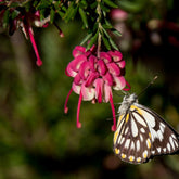 Grevillea x Mount Tamboritha