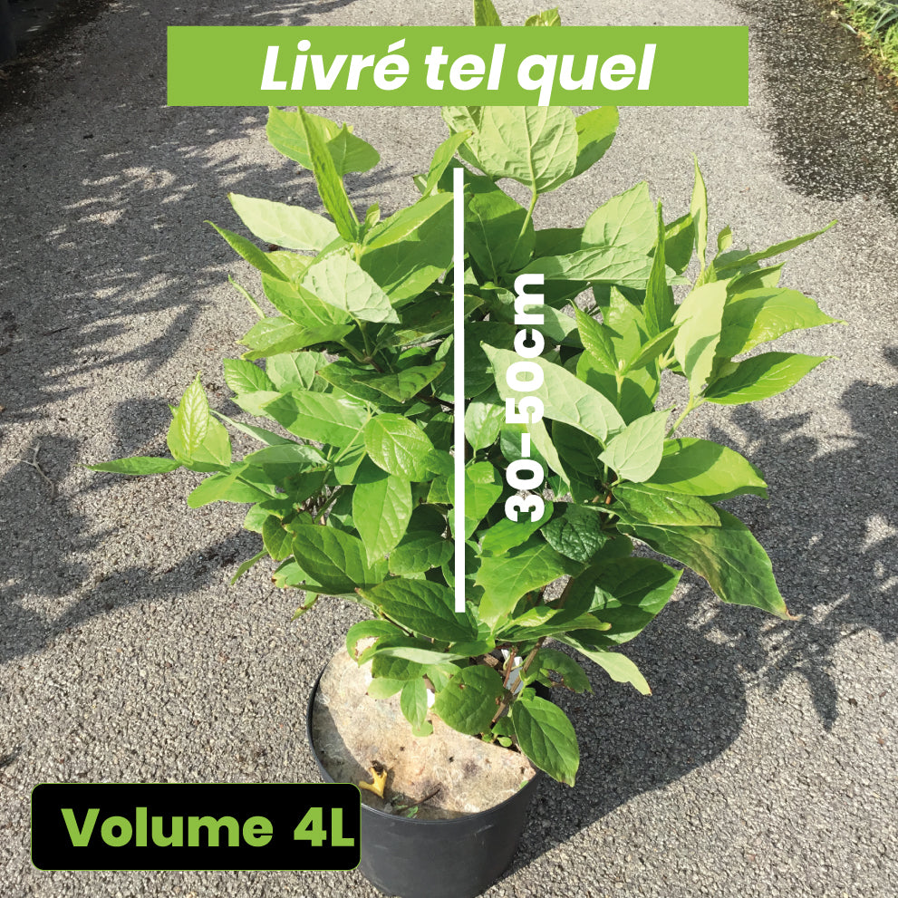 Calycanthus Floridus - Arbre aux Anémones - Volume 4L / 30-50cm
