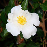 Camellia Sasanqua Orcival