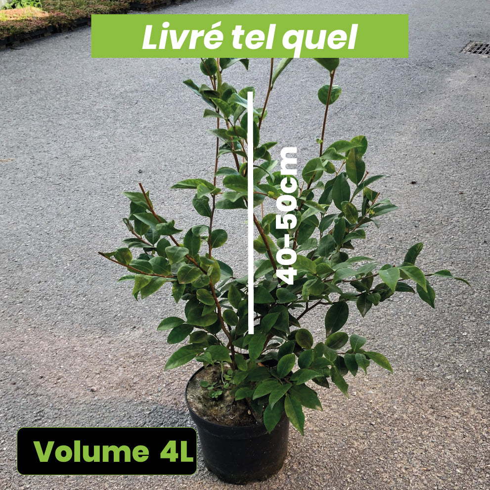 Camellia Cinnamon Cindy - Camélia Champêtre - Volume 4L / 40-50cm