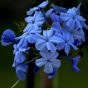 Plumbago Capensis - Dentelaire du Cap