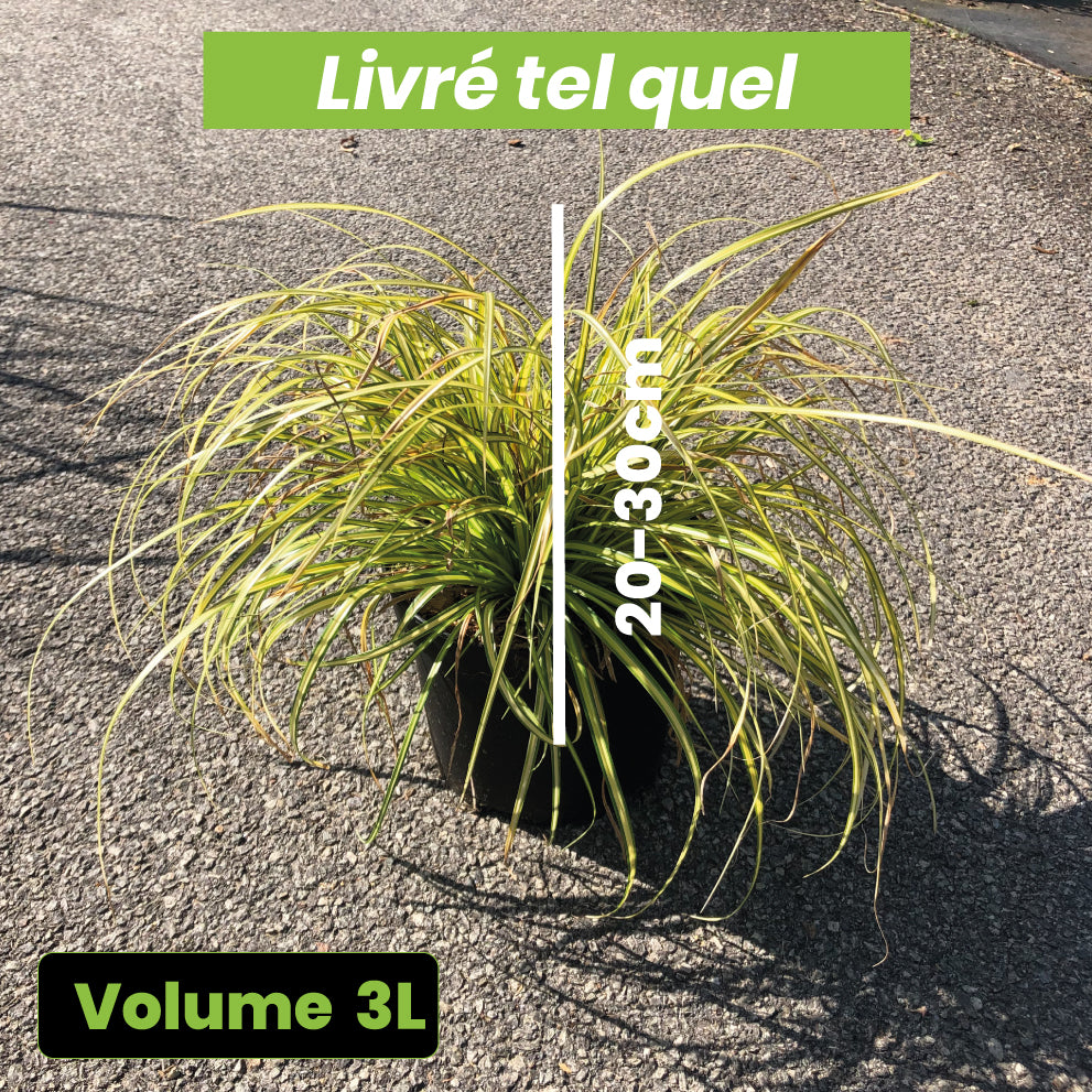Carex Oshimensis Eversheen - Laîche d'Oshima - Volume 3L / 20-30cm