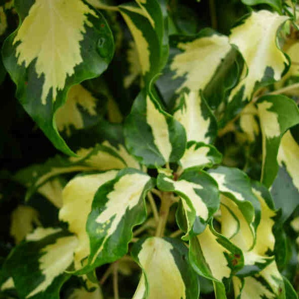 Hedera Oro Di Bogliasco - Volume 3L / 30-50cm