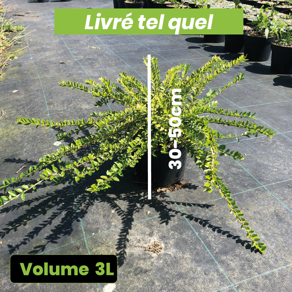 Lonicera Nitida 'Maigrün' - Chèvrefeuille arbustif - Volume 3L / 30-50cm