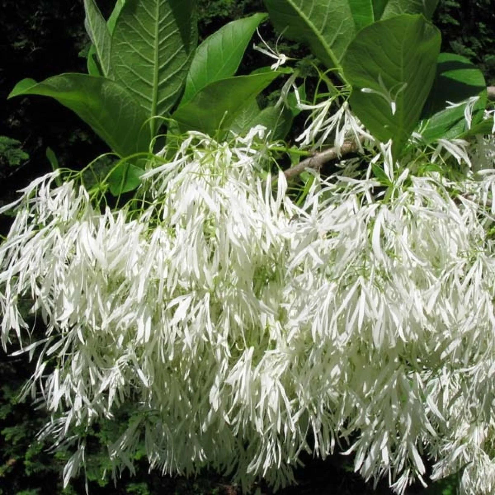 Chionanthus Virginicus - Arbre de neige - Volume 4L / 30-50cm