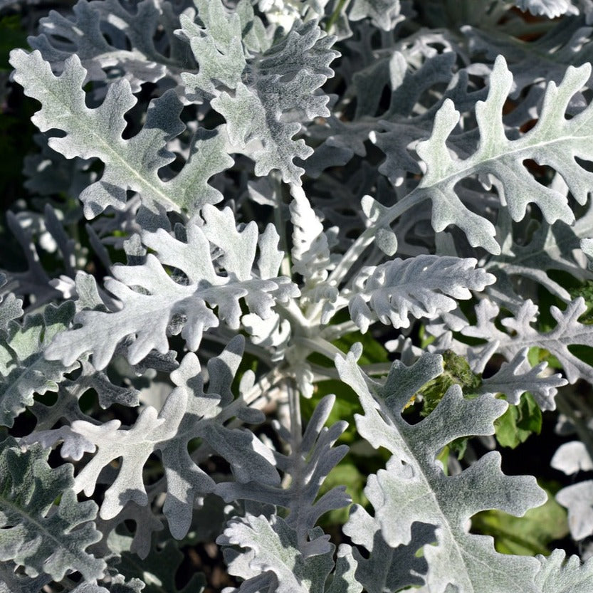 Senecio Cineraria Silver Dust - Cinéraire Maritime Silver Dust - Volume 3L / 20-30cm