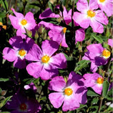 Cistus Violet - Rose du soleil "Peggy Sammons"