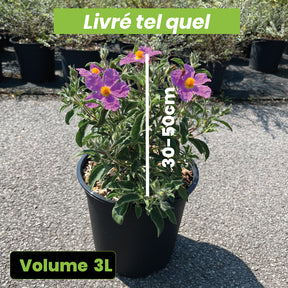 Cistus Violet - Rose du soleil "Peggy Sammons"