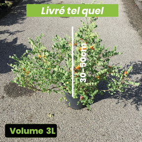 Colutea Media Copper Beauty - Arbre à vessies