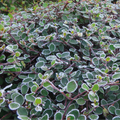 Muehlenbeckia Complexa - Volume 3L / 50-70cm