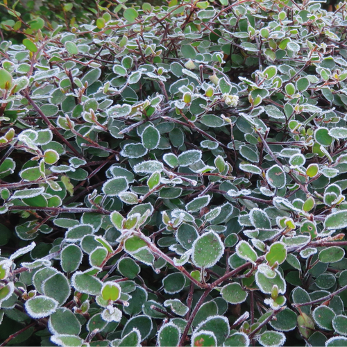 Muehlenbeckia Complexa - Volume 3L / 50-70cm