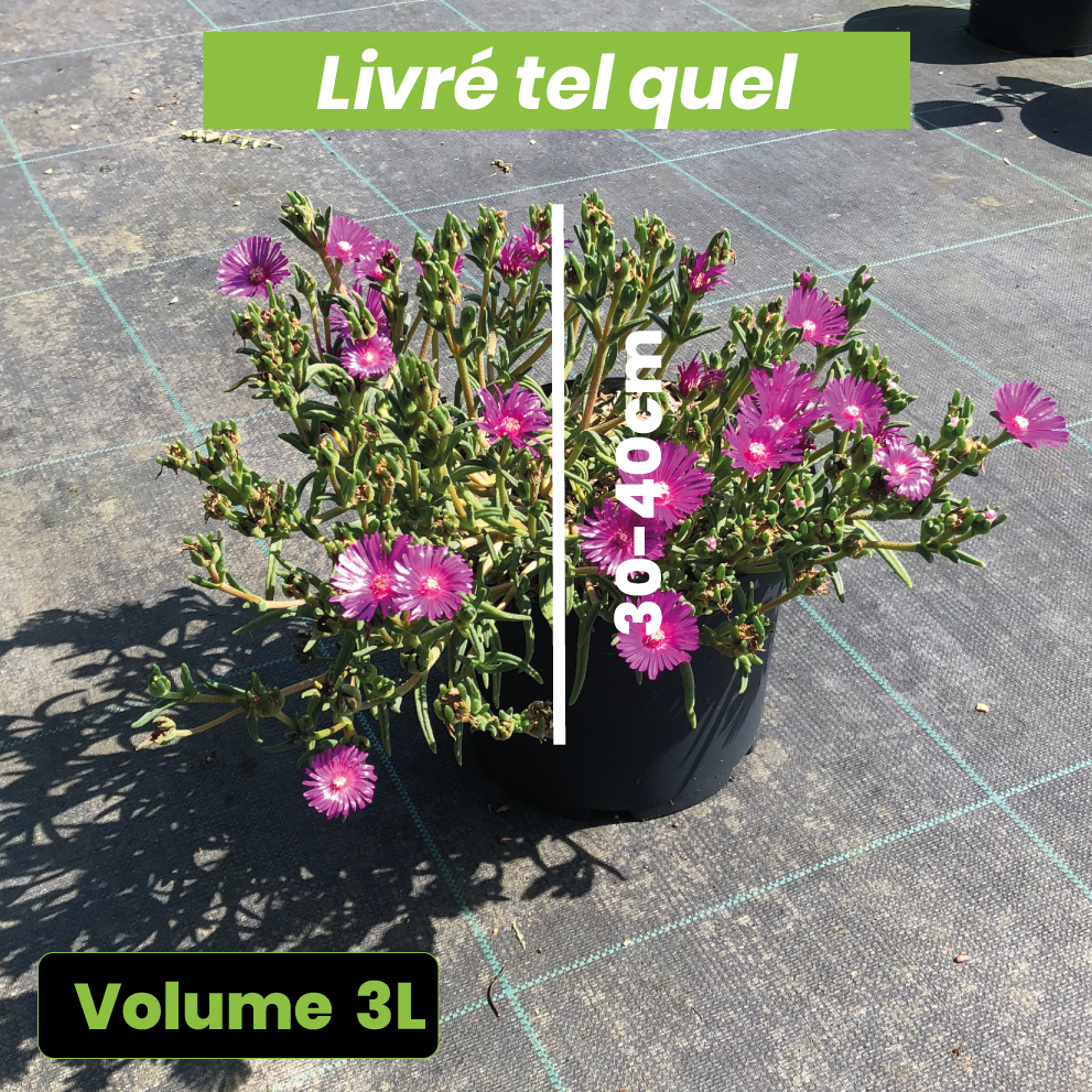 Delosperma Cooperi - Pourpier de Cooper - Volume 3L / 30-40cm