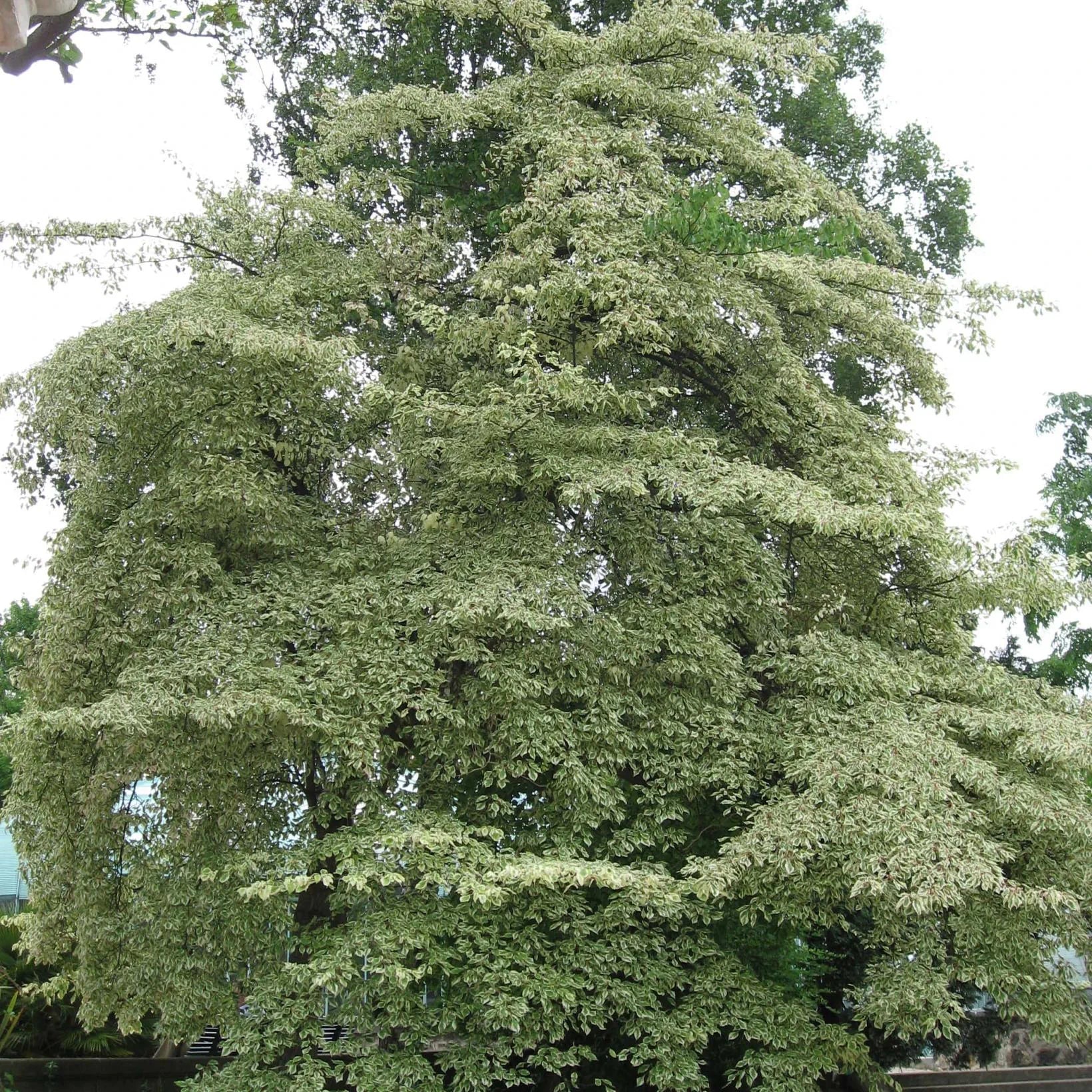 Cornus controversa Variegata - Cornouiller des Pagodes panaché - Volume 4L / 30-50cm