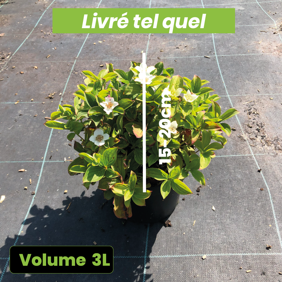 Cornus Canadensis - Cornouiller du Canada - Volume 3L / 15-20cm