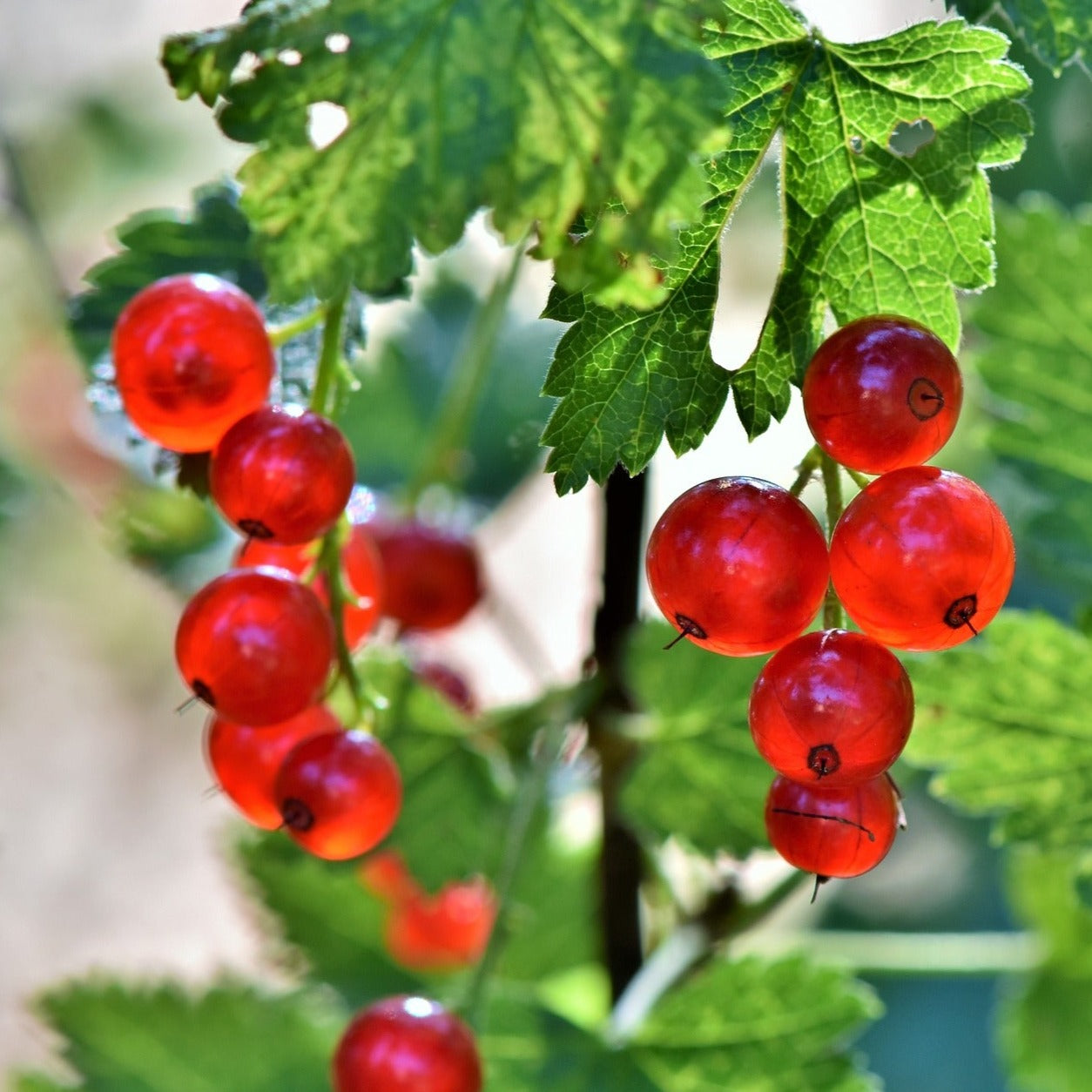 Ribes Junifer - Groseillier à grappe rouge