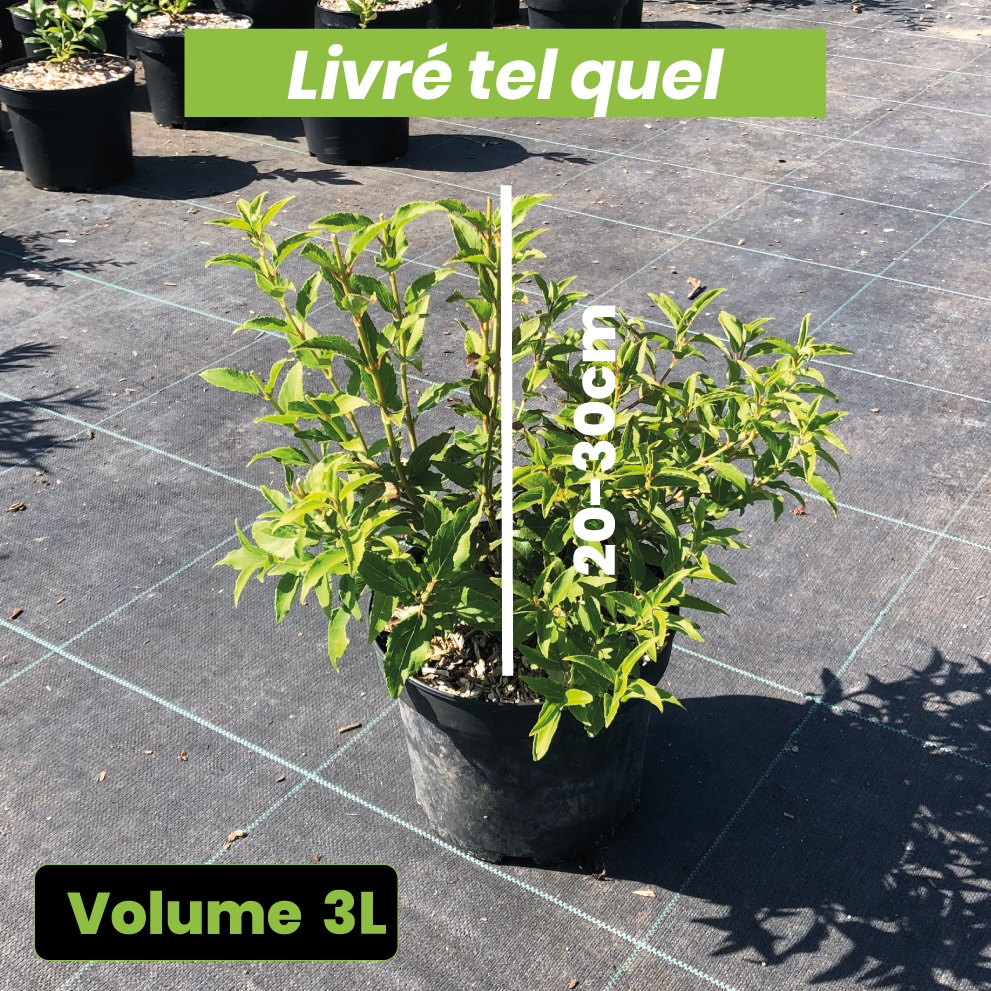 Deutzia Gracilis - Deutzie - Volume 3L / 20-30cm