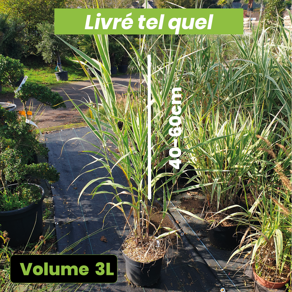 Arundo Donax "variegata" - Volume 3L / 40-60cm