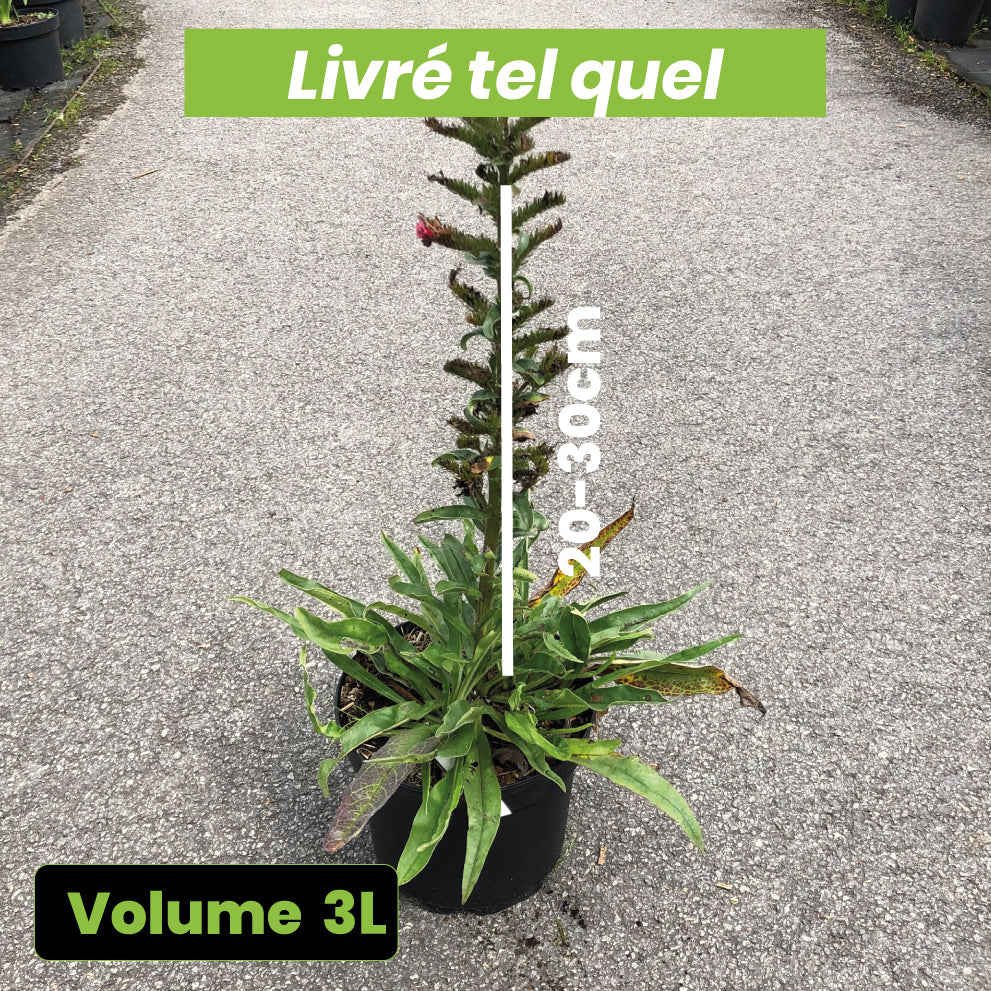 Echium Russicum - Vipérine de Russie