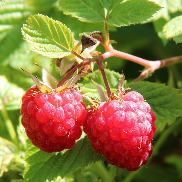 Kit Petits Fruits