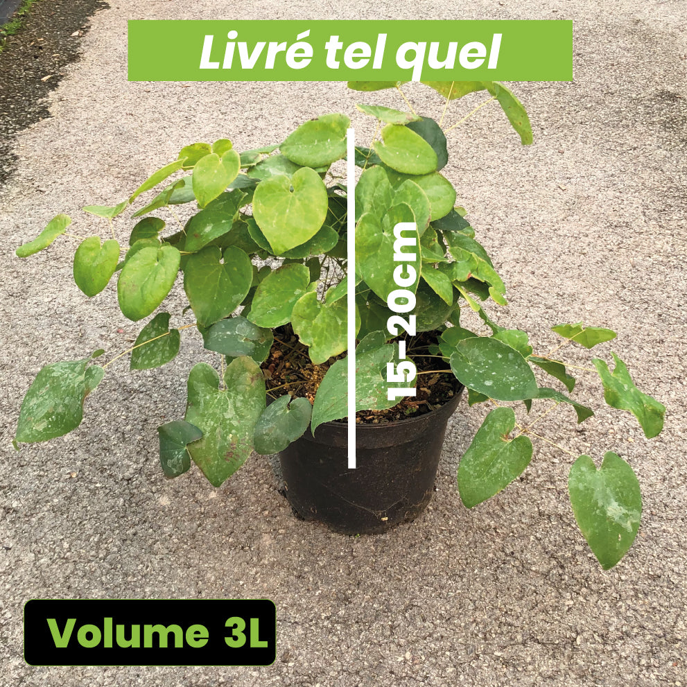 Epimedium Pubigerum Orange Konigin - Fleur des Elfes - Volume 3L / 15-20cm