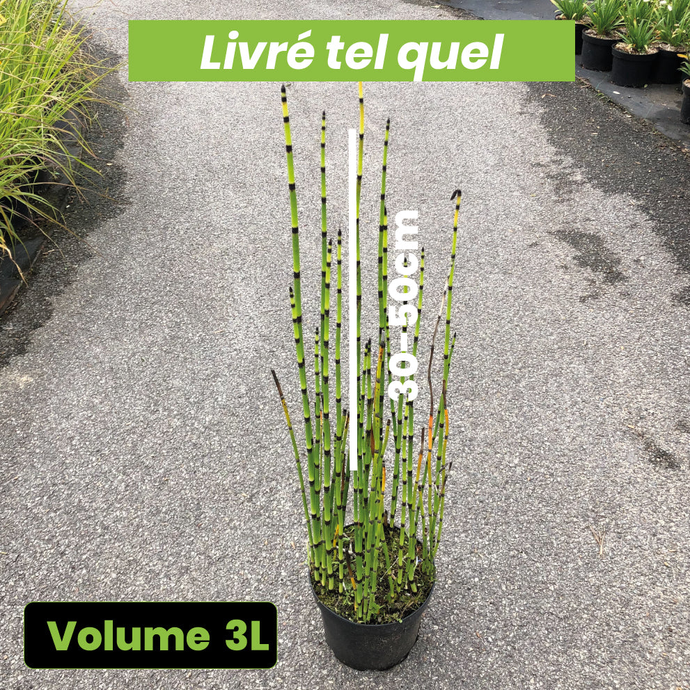 Equisetum Japonicum - Prêle d'Hiver - Volume 3L / 30-50cm