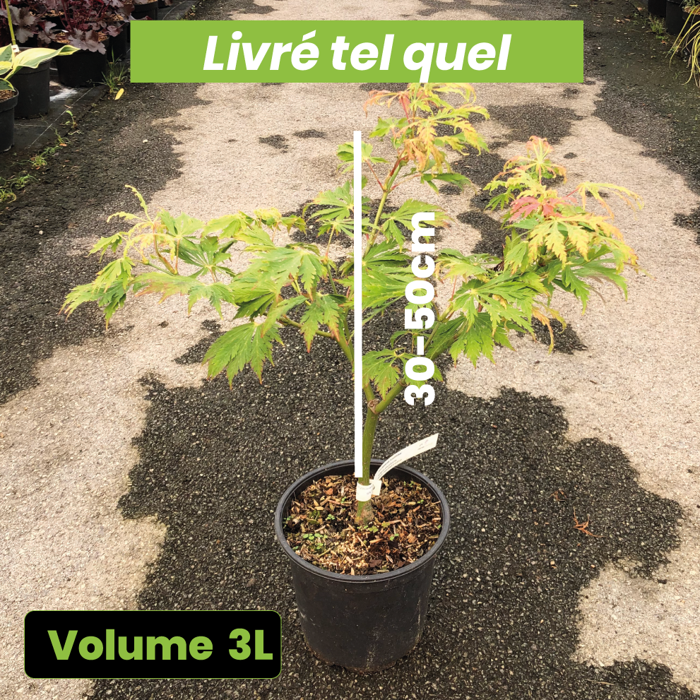 Acer Japonicum Aconitifolium - Erable du Japon - Volume 3L / 30-50cm