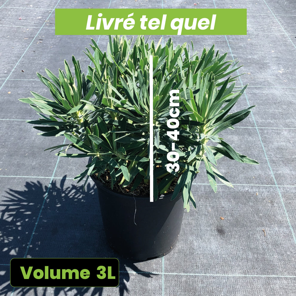Euphorbia Characias Black Pearl - Volume 3L / 30-40cm