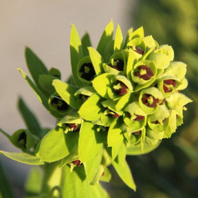 Euphorbia Characias Black Pearl