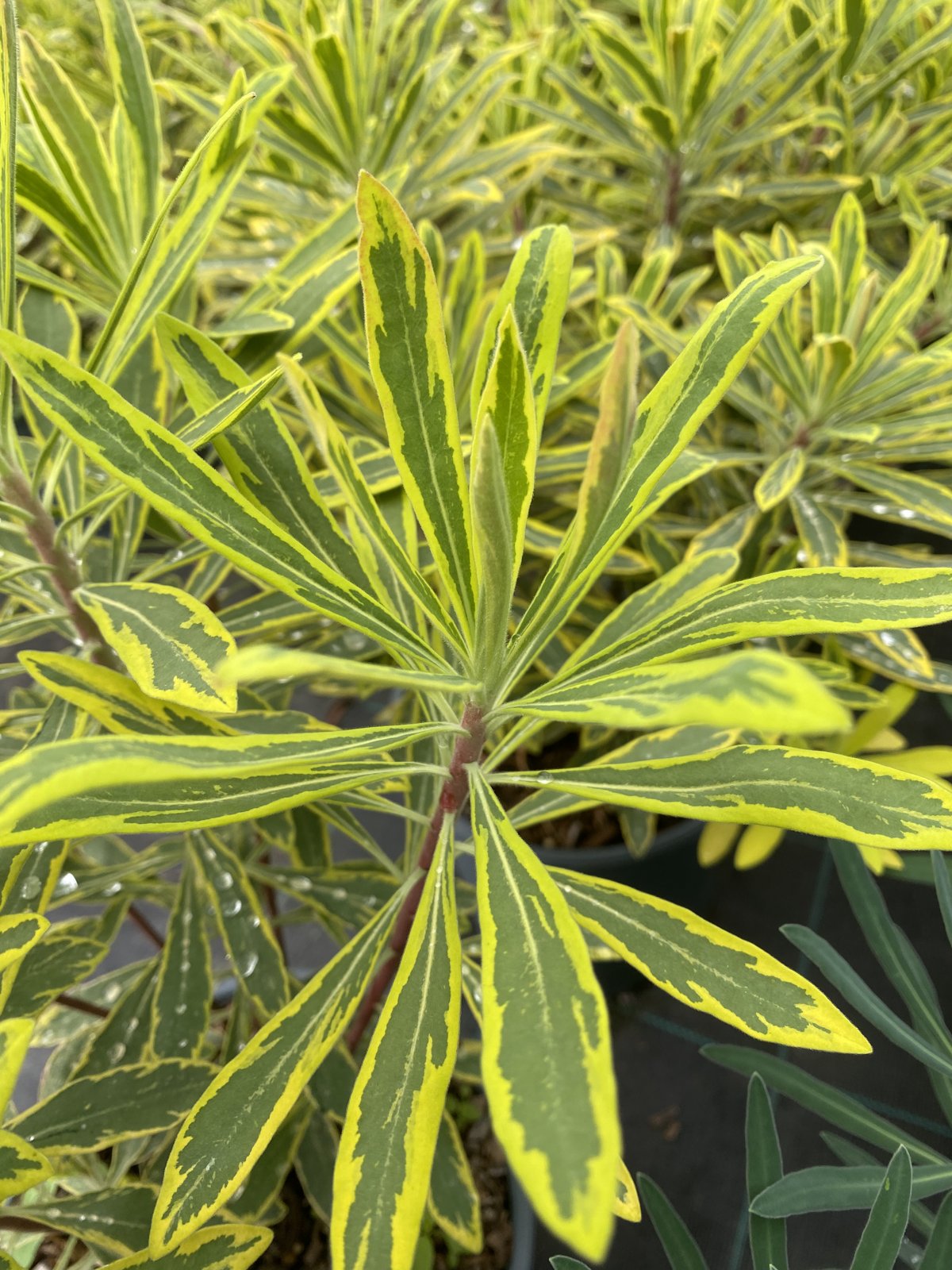 Euphorbia Ascott Rainbow à la Pépinière de Penhouët