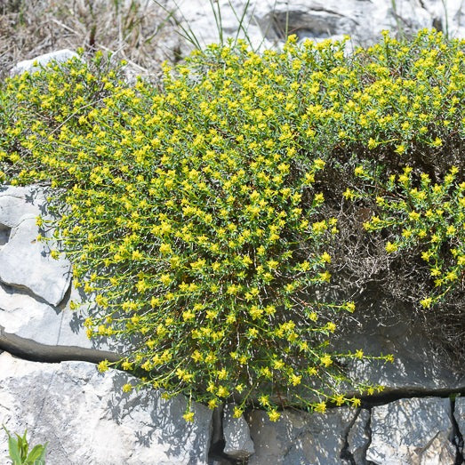 Euphorbia Spinosa - Volume 3L / 15-20cm