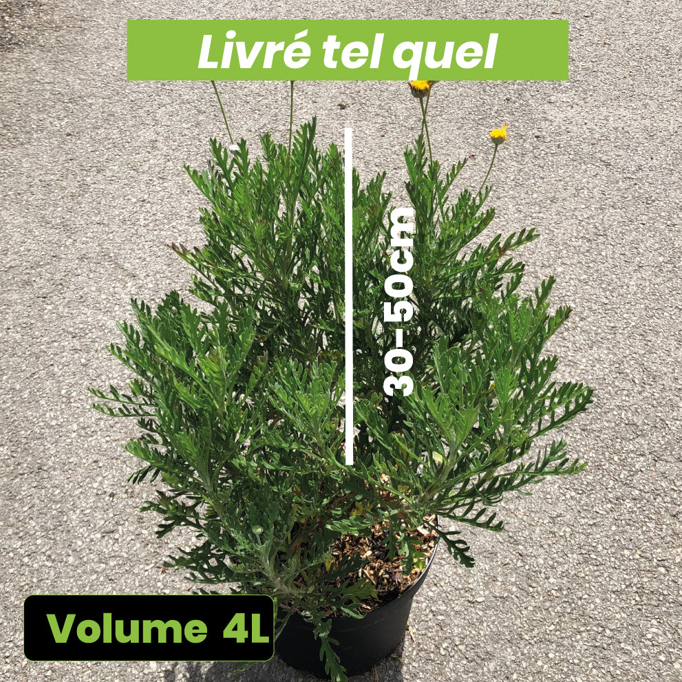 Euryops Pectinatus - Marguerite des Savanes - Volume 4L / 30-50cm
