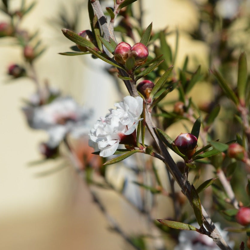 Leptospermum Scoparium Snow Flurry