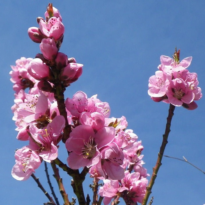 Prunus Persica Nana Garden Beauty - Nectarinier nain Garden Beauty