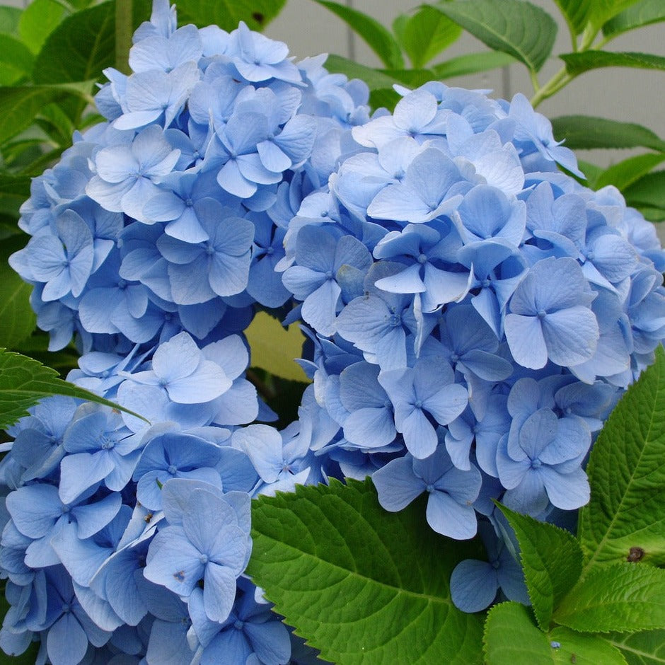 Hydrangea macrophylla mathilda gutges - Pépinière de Penhouët