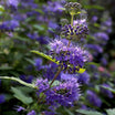 Caryopteris Clandonensis Grand Bleu - Spirée Bleue - Volume 3L / 30-50cm