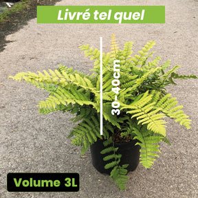Dryopteris Wallichiana Jurassic Gold - Fougère