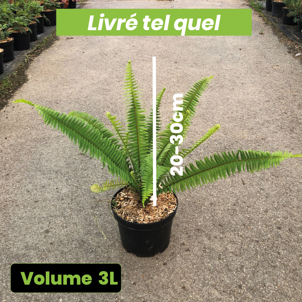 Nephrolepis Cordifolia - Fougère de Boston Rustique - Volume 3L / 20-30cm