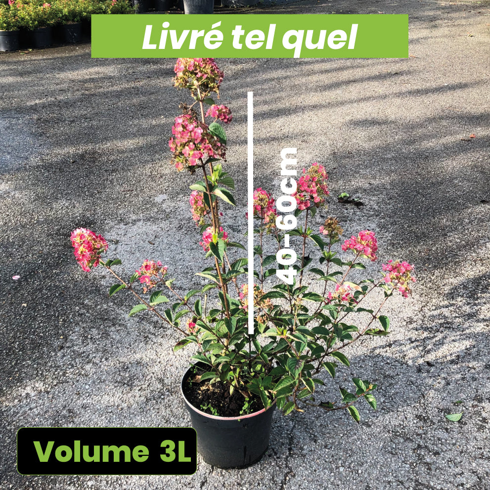 Hydrangea paniculata "Framboisine Rensam" - Volume 3L / 40-60cm