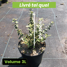Euonymus Fortunei Emerald 'n gold - Fusain