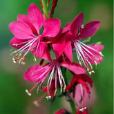 Gaura Red Color