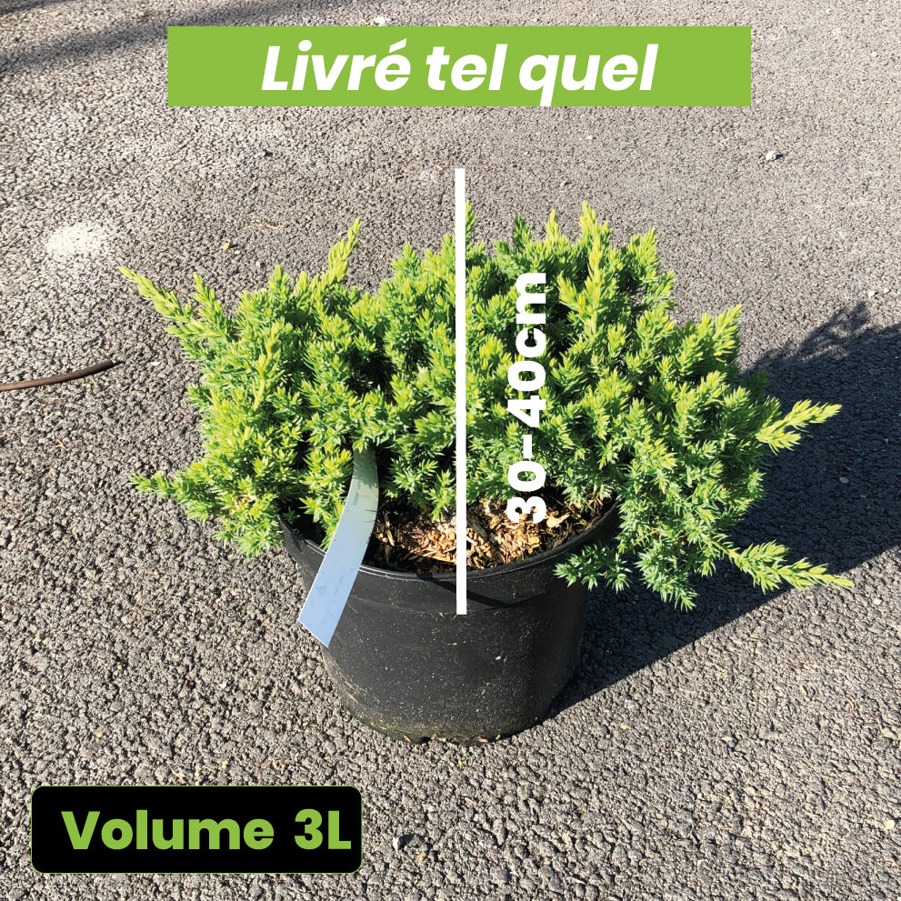 Juniperus Procumbens Nana - Genévrier Rampant - Volume 3L / 30-40cm