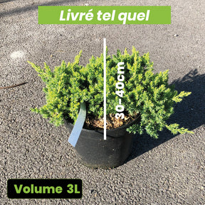 Juniperus Procumbens Nana - Genévrier Rampant