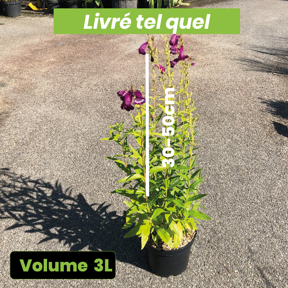 Penstemon Gloire des 4 Rues - Galane - Volume 3L / 30-50cm