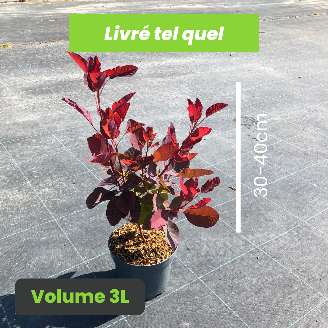 Cotinus Grace - Arbre à Perruque - Volume 3L / 30-40cm