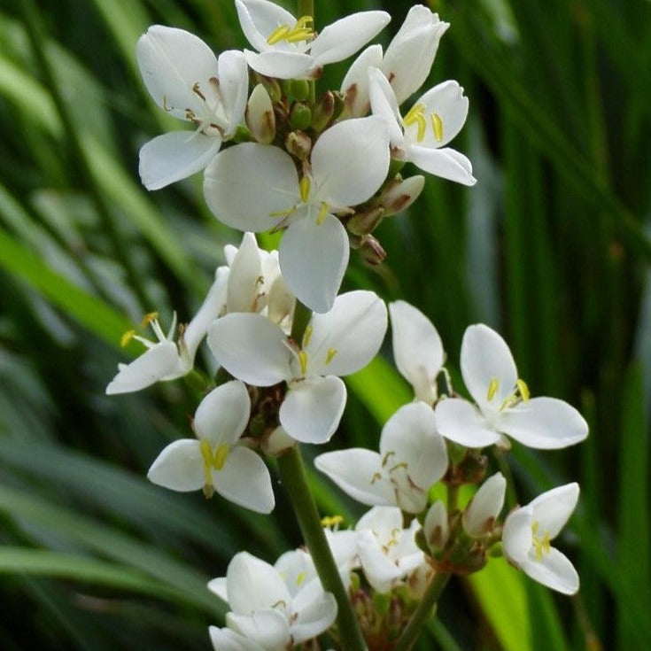 Libertia grandiflora - Iris de Nouvelle-Zélande grandiflora - Volume 3L / 30-50cm