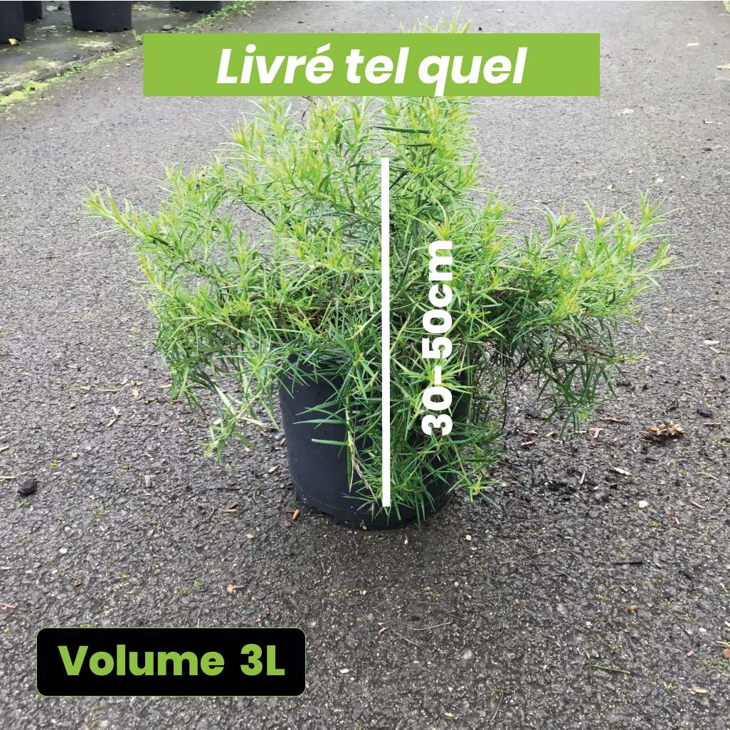Grevillea x Juniperina - Volume 3L / 30-50cm
