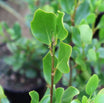 Griselinia Littoralis "Redge" - Volume 3L / 40-60cm