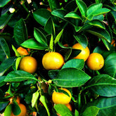 Citrus Myrtifolia - Mandarinier Chinois